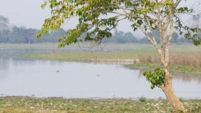 Kaziranga National Park (ANI FILE PHOTO)
