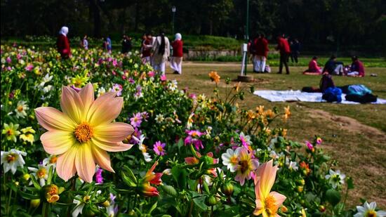 Some of the flowering trees suggested for plantation drives include amaltas, gulmohar, champa, and bauhinia, while fruit-bearing trees include ber, jamun, amla, and mango. (Vipin Kumar/HT Photo)