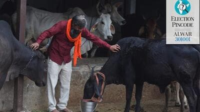 Armed with increasingly stringent anti-cow slaughter laws and growing political influence, cow-protection groups have mushroomed across north India. (Parveen Kumar/HT photo) Armed with increasingly stringent anti-cow slaughter laws and growing political influence, cow-protection groups have mushroomed across north India. (Parveen Kumar/HT photo)
