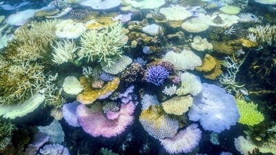 This underwater photo shows bleached and dead coral. Australia's famed Great Barrier Reef is suffering one of the most severe coral bleaching events. (AFP) This underwater photo shows bleached and dead coral. Australia's famed Great Barrier Reef is suffering one of the most severe coral bleaching events. (AFP)