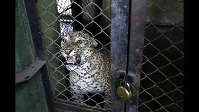 On March 4, Sachin, an eight-year-old male leopard, escaped from its enclosure, where he was kept for quarantine and couldn’t be tracked for over 12 hours. (HT PHOTO) On March 4, Sachin, an eight-year-old male leopard, escaped from its enclosure, where he was kept for quarantine and couldn’t be tracked for over 12 hours. (HT PHOTO)