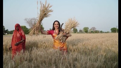 The contest in Mathura has now reached the farmlands after BJP candidate Hema Malini had photographs taken while harvesting wheat crops in a village of the district. (Sourced)