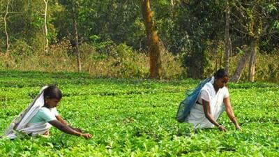 Workers at a tea garden in Assam’s Jorhat. (HT PHOTO/Representative) Workers at a tea garden in Assam’s Jorhat. (HT PHOTO/Representative)