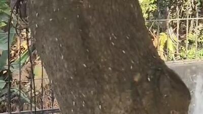 he problem has become prevalent over the past few years and these white insects damage even healthy trees. (HT Photo) he problem has become prevalent over the past few years and these white insects damage even healthy trees. (HT Photo)