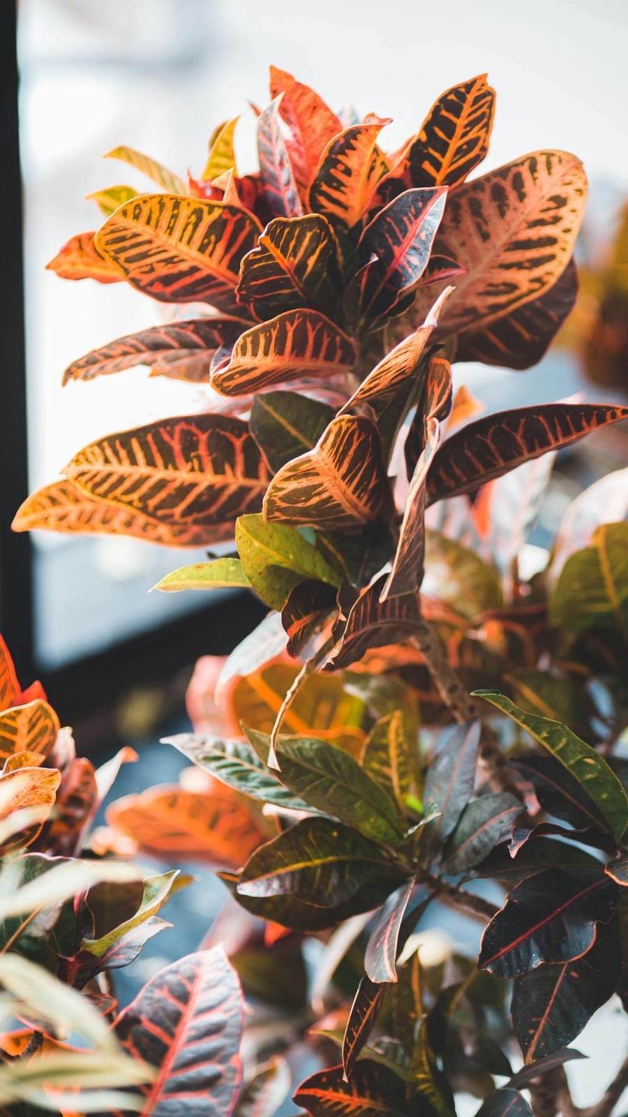 pexels-erik-mclean-11457407