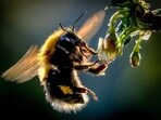 Bumblebees can surprisingly withstand days underwater, according to a study published Wednesday(AFP)