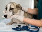 Your pet's safety is paramount, especially in emergencies like burns. Your pet's safety is paramount, especially in emergencies like burns.