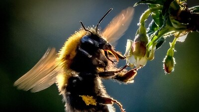 Bumblebees can surprisingly withstand days underwater, according to a study published Wednesday (AFP) Bumblebees can surprisingly withstand days underwater, according to a study published Wednesday (AFP)