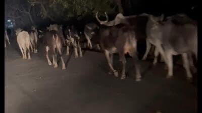 Stray cattle had emerged as a significant issue during the 2022 assembly polls, attracting the attention of PM Modi (SOURCED) Stray cattle had emerged as a significant issue during the 2022 assembly polls, attracting the attention of PM Modi (SOURCED)