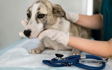 Your pet's safety is paramount, especially in emergencies like burns. (Freepik) Your pet's safety is paramount, especially in emergencies like burns. (Freepik)