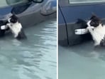 Dubai flood: The cat was rescued by a police official who arrived on a boat. Dubai flood: The cat was rescued by a police official who arrived on a boat.