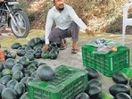 Ramesh Sonawane, who is a post-graduate and serves as a kabaddi umpire during national tournaments, sells watermelons in Nashik to make ends meet. Ramesh Sonawane, who is a post-graduate and serves as a kabaddi umpire during national tournaments, sells watermelons in Nashik to make ends meet.
