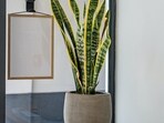 snake_plant