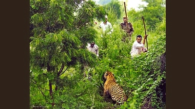 After the incident, villagers expressed outrage against forest department officials for failing to take action to prevent wild elephant and tiger attacks in the region. (File photo) After the incident, villagers expressed outrage against forest department officials for failing to take action to prevent wild elephant and tiger attacks in the region. (File photo)