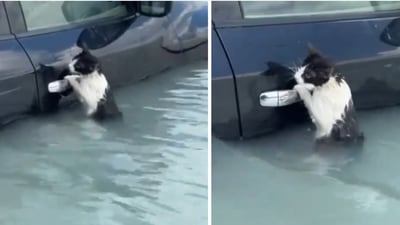 Dubai flood: The cat was rescued by a police official who arrived on a boat. (X/@DXBMediaOffice) Dubai flood: The cat was rescued by a police official who arrived on a boat. (X/@DXBMediaOffice)