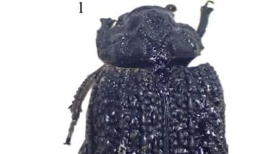 The beetle has been named Moreshwar as it was collected near Moreshwar Temple. (HT PHOTO) The beetle has been named Moreshwar as it was collected near Moreshwar Temple. (HT PHOTO)