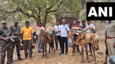 Donkey's carrying EVMs on their backs in Tamil Nadu. (X/@ani)