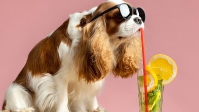 The sweltering summer months can present significant health hazards to our beloved pets. As responsible pet parents and owners, we must safeguard their well-being and comfort. (Freepik) The sweltering summer months can present significant health hazards to our beloved pets. As responsible pet parents and owners, we must safeguard their well-being and comfort. (Freepik)