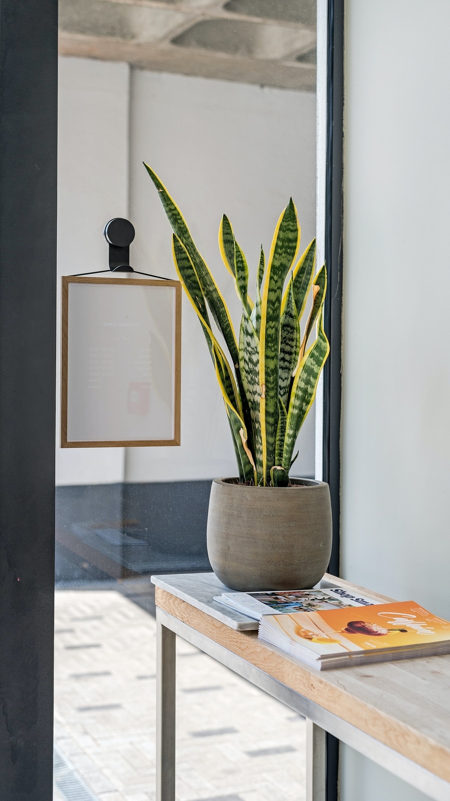 snake_plant