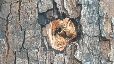 A bullet shell lodged inside a tree near encounter spot, in Kanker (HT)