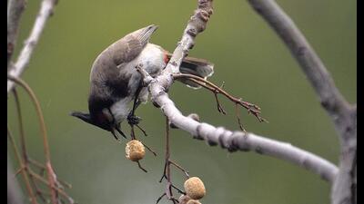 A red-whiskered bulbul intent on eating chinaberries (Prerna Jain)