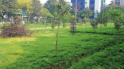 A glimpse of Janakpuri's The Heaven Road Park, before approximately 80 trees were illegally cut inside it. A glimpse of Janakpuri's The Heaven Road Park, before approximately 80 trees were illegally cut inside it.