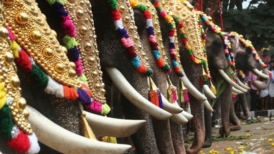 Thrissur Pooram will be celebrated on April 20 this year. (HT Archive) Thrissur Pooram will be celebrated on April 20 this year. (HT Archive)