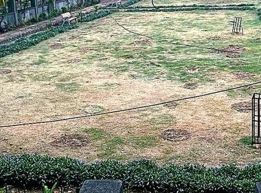 Trees and grass were uprooted in the park on March 25 by some miscreants. Trees and grass were uprooted in the park on March 25 by some miscreants.