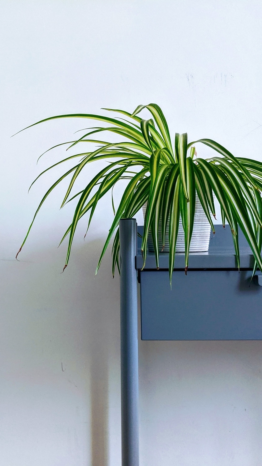 spider-plant