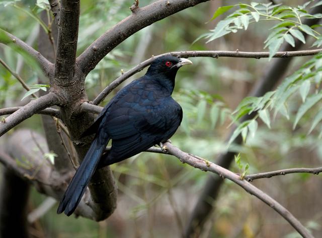 A male Asian koel (Prerna Jain)