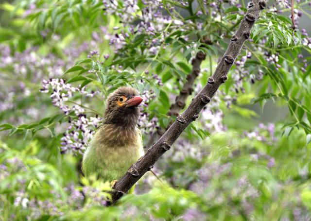 Brown headed barbet sniffing the flowers (Prerna Jain)