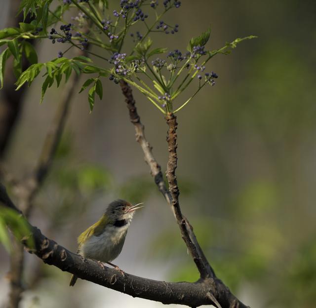 Like a haiku: Tailor bird on a chinaberry. (Prerna Jain)