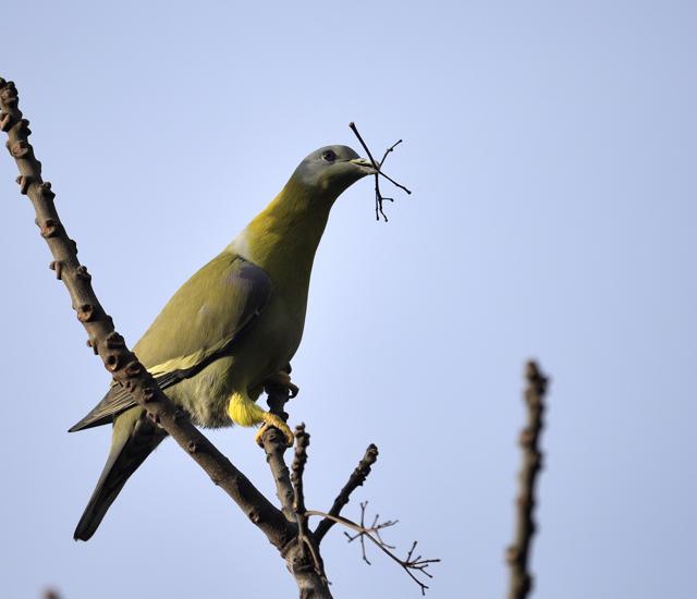 A yellow footed green pigeon collecting nesting material. (Prerna Jain)