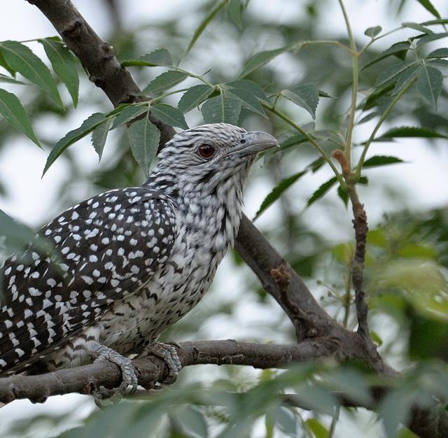 A female Asian koel (Prerna Jain)