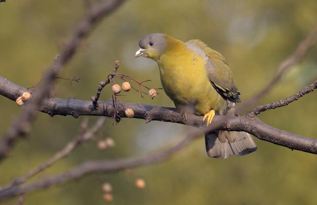 “To eat or not to eat, that is the question” - Yellow footed green pigeon. (Prerna Jain)