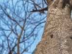 Several trees have been found dead and an attempt has been made to destroy them by using poison, said cops. (Satish Bate/ HT PHOTO)