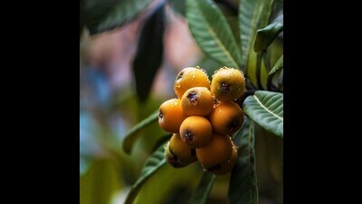 Childhood could never have imagined gaining armloads of loquats. (shutterstock)