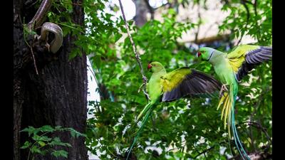 Helpless, parakeet parents with flailing wings unable to repel the snake at their nest hole, April 2024. (PHOTO: HARJINDER SINGH) Helpless, parakeet parents with flailing wings unable to repel the snake at their nest hole, April 2024. (PHOTO: HARJINDER SINGH)