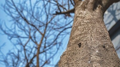 Several trees have been found dead and an attempt has been made to destroy them by using poison, said cops. (Satish Bate/ HT PHOTO) Several trees have been found dead and an attempt has been made to destroy them by using poison, said cops. (Satish Bate/ HT PHOTO)