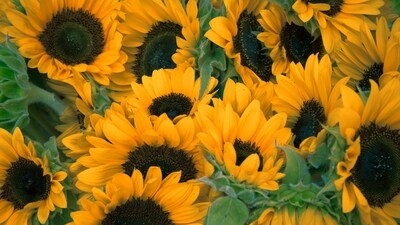 Sunflowers: Sunflowers are a symbol of summer, with their large, bright yellow blooms. They are easy to grow and can reach heights of up to 12 feet, making them a great choice for adding height and drama to your garden. (Unsplash) Sunflowers: Sunflowers are a symbol of summer, with their large, bright yellow blooms. They are easy to grow and can reach heights of up to 12 feet, making them a great choice for adding height and drama to your garden. (Unsplash)