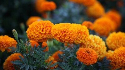 Marigolds: Marigolds are a classic summer flower, known for their bright orange and yellow blooms. They are easy to grow and thrive in full sun, making them an excellent choice for summer gardens. (Unsplash) Marigolds: Marigolds are a classic summer flower, known for their bright orange and yellow blooms. They are easy to grow and thrive in full sun, making them an excellent choice for summer gardens. (Unsplash)