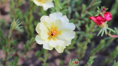 Portulaca: Portulaca is a drought-tolerant and low-maintenance flower, with blooms in shades of pink, orange, yellow, and red. They thrive in full sun and are an excellent choice for summer gardens. (Unsplash) Portulaca: Portulaca is a drought-tolerant and low-maintenance flower, with blooms in shades of pink, orange, yellow, and red. They thrive in full sun and are an excellent choice for summer gardens. (Unsplash)