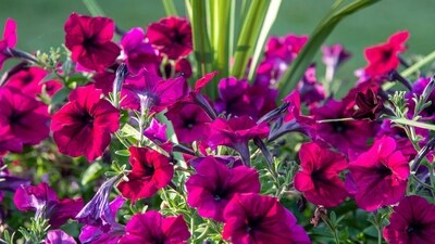 Petunias: Petunias are a classic summer flower, with blooms in shades of pink, purple, red, and white. They are easy to grow and thrive in full sun, making them an excellent choice for summer gardens. (Unsplash) Petunias: Petunias are a classic summer flower, with blooms in shades of pink, purple, red, and white. They are easy to grow and thrive in full sun, making them an excellent choice for summer gardens. (Unsplash)