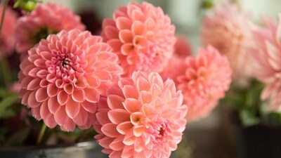 Dahlias: Dahlias are a showy and dramatic flower, with blooms in a wide range of colours and shapes. They require staking and thrive in full sun, making them an excellent choice for summer gardens. (Unsplash) Dahlias: Dahlias are a showy and dramatic flower, with blooms in a wide range of colours and shapes. They require staking and thrive in full sun, making them an excellent choice for summer gardens. (Unsplash)