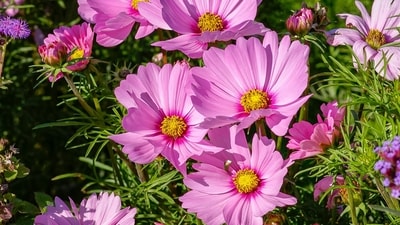 Cosmos: Cosmos are a delicate and airy flower, with delicate petals in shades of pink, white, and red. They are drought-tolerant and thrive in full sun, making them an excellent choice for summer gardens. (Unsplash) Cosmos: Cosmos are a delicate and airy flower, with delicate petals in shades of pink, white, and red. They are drought-tolerant and thrive in full sun, making them an excellent choice for summer gardens. (Unsplash)