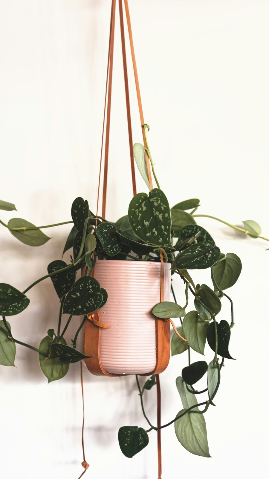 pothos