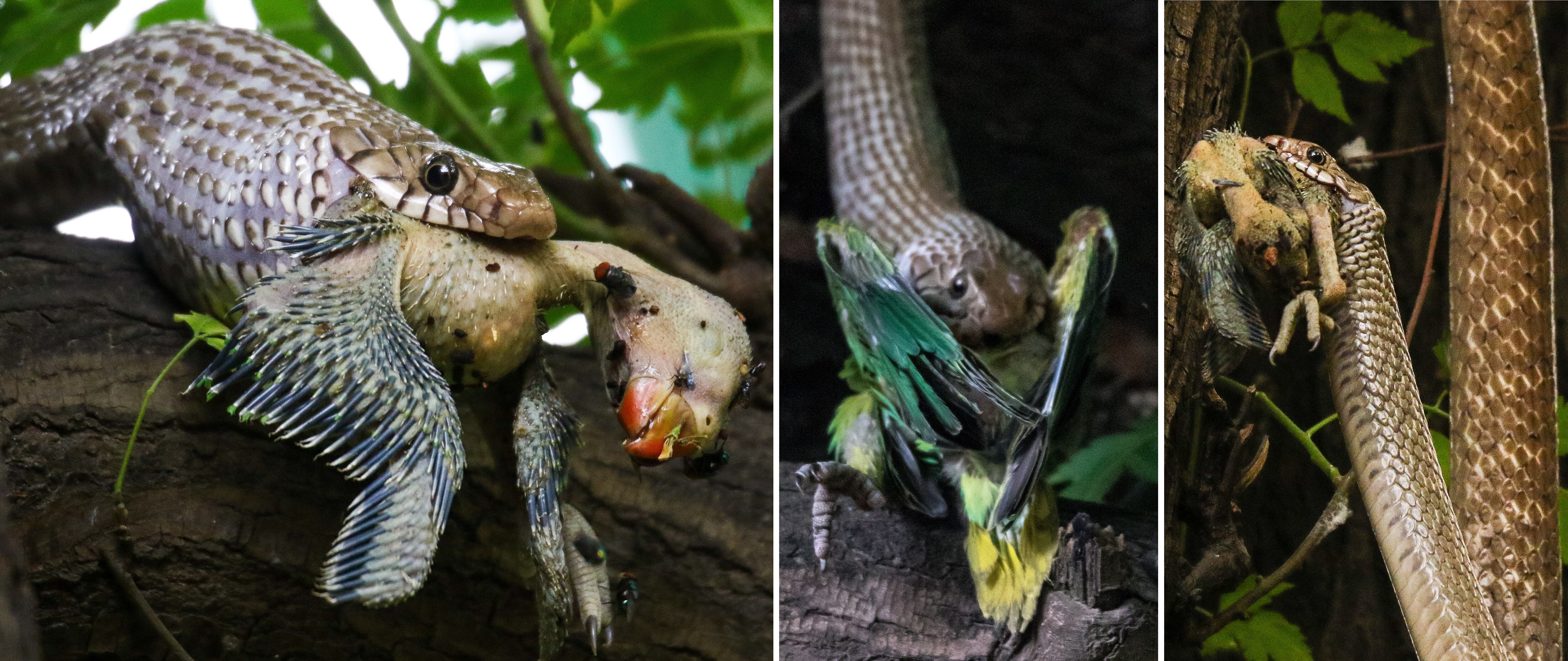 Rat snake preying on parakeet fledglings at the same nest hole in a Drek tree (Gurdaspur) during the months of April 2022 and 2024. (PHOTOS: HARJINDER SINGH) Rat snake preying on parakeet fledglings at the same nest hole in a Drek tree (Gurdaspur) during the months of April 2022 and 2024. (PHOTOS: HARJINDER SINGH)