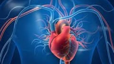 Dr Abhijit Borse concluded, “In rare cases, chronic anemia, if left untreated, can lead to the enlargement of the heart muscle (cardiomegaly) as the heart works harder to compensate for the decreased oxygen-carrying capacity of the blood. This enlargement can weaken the heart muscle and increase the risk of heart failure. Anemia is also known to worsen symptoms and outcomes in individuals with pre-existing heart conditions such as coronary artery disease, heart failure, or valvular heart disease. The decreased oxygen delivery to the heart can exacerbate ischemia, increase the workload on the heart, and worsen symptoms associated with these conditions. It's crucial to identify and manage anemia promptly to prevent adverse effects on cardiac function and overall health.” (File Photo)