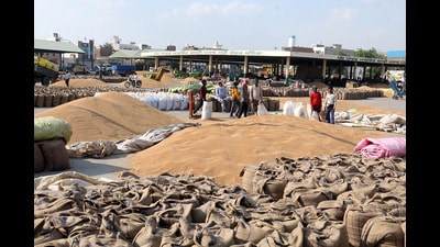 Labourers filling wheat grains in gunny bags at the Bathinda grain market on Sunday. Market watchers say the rabi marketing season of 2024-25 may touch a record figure of 10 lakh tonnes by the private buyers as the state authorities peg the arrival at 130 lakh tonnes. (Sanjeev Kumar/HT) Labourers filling wheat grains in gunny bags at the Bathinda grain market on Sunday. Market watchers say the rabi marketing season of 2024-25 may touch a record figure of 10 lakh tonnes by the private buyers as the state authorities peg the arrival at 130 lakh tonnes. (Sanjeev Kumar/HT)