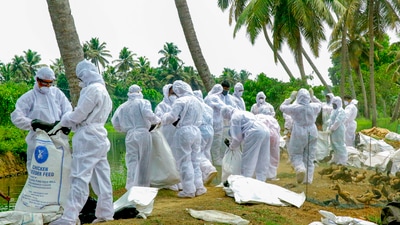 Alappuzha: Ducks being killed en masse by the Animal Husbandry Department, following detection of avian influenza (bird�flu�H5N8) among�ducks�at four places, in Alappuzha district of Kerala, Friday, April 19,�2024. PTI Photo) (PTI04_19_2024_000485B) (PTI) Alappuzha: Ducks being killed en masse by the Animal Husbandry Department, following detection of avian influenza (bird�flu�H5N8) among�ducks�at four places, in Alappuzha district of Kerala, Friday, April 19,�2024. PTI Photo) (PTI04_19_2024_000485B) (PTI)